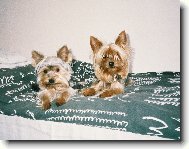 Jorkrsk terier, Yorkshire Terrier,