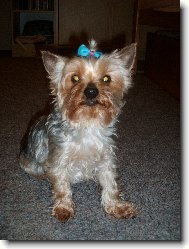 Jorkrsk terier, Yorkshire Terrier,