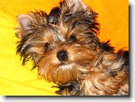 Jorkrsk terier, Yorkshire Terrier,