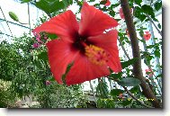 Hibiscus rosa-sinensis