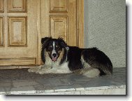 Border Collie