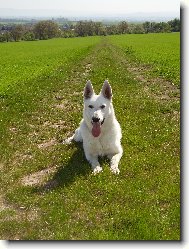 Berger Blanc Suisse, White Swiss Shepherd Dog