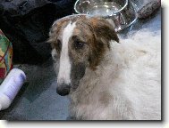 Borzoi  Russian Hunting Sighthound