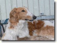 Borzoi  Russian Hunting Sighthound