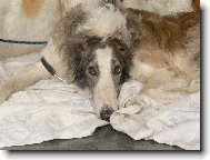 Borzoi  Russian Hunting Sighthound