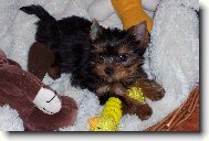 Jorkrsk terier, Yorkshire Terrier,