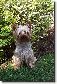 Jorkrsk terier, Yorkshire Terrier,