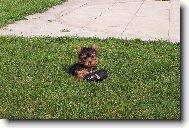 Jorkrsk terier, Yorkshire Terrier,