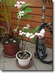 Clerodendrum