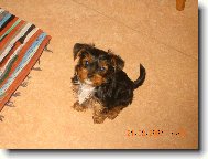 Jorkrsk terier, Yorkshire Terrier,