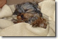 Jorkrsk terier, Yorkshire Terrier,