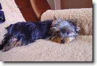 Jorkrsk terier, Yorkshire Terrier,