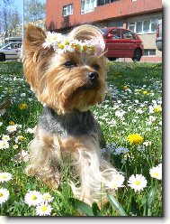 Jorkrsk terier, Yorkshire Terrier,