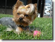 Jorkrsk terier, Yorkshire Terrier,