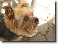 Jorkrsk terier, Yorkshire Terrier,