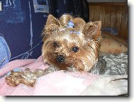 Jorkrsk terier, Yorkshire Terrier,