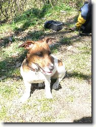 Jack Russell Terrier