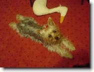 Jorkrsk terier, Yorkshire Terrier,