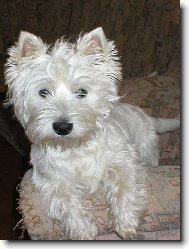 West Highland White Terrier