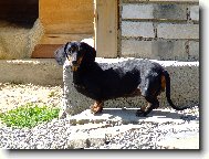 Dachshund