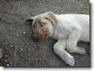 Anatolian Shepherd Dog, Anatolian Karabash Dog