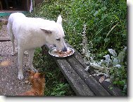 White swiss shepherd dog \\\\\(Dog standard\\\\\)