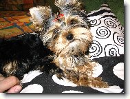 Jorkrsk terier, Yorkshire Terrier,