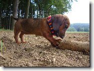 Dachshund