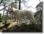 White swiss shepherd dog \\\\\\\\\\\\\\\\\\\\\(Dog standard\\\\\\\\\\\\\\\\\\\\\)