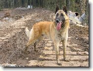 Belgian shepherd malinois \\\\\(Dog standard\\\\\)