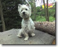 West Highland White Terrier