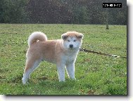 Japanese akita \\\\\(Dog standard\\\\\)