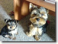 Jorkrsk terier, Yorkshire Terrier,