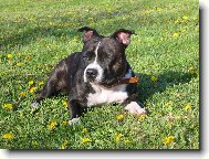 Staffordshire Bullterrier