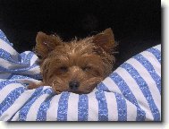 Jorkrsk terier, Yorkshire Terrier,