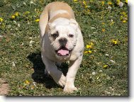 Olde English Bulldogge