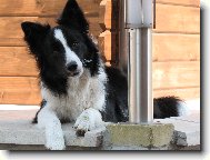 Border Collie