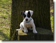 Jack Russell Terrier