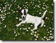 Jack Russell Terrier