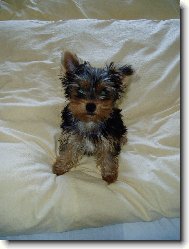 Jorkrsk terier, Yorkshire Terrier,