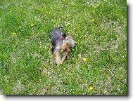 Jorkrsk terier, Yorkshire Terrier,