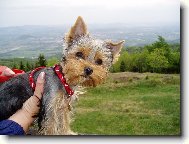 Jorkrsk terier, Yorkshire Terrier,