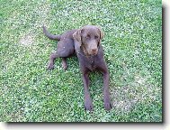 Labrador Retriever