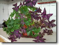 Oxalis adenophylla