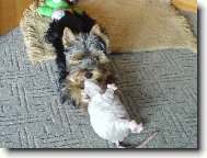 Jorkrsk terier, Yorkshire Terrier,