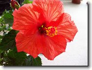 Hibiscus rosa-sinensis