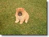 Chow Chow