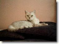 British shorthairs cat