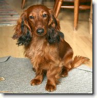 Dachshund