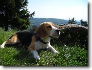 Beagle